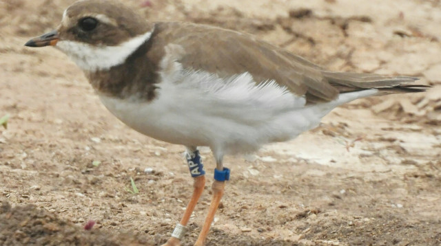 הציפור חופמי הצווארון אשר תועד בדרום אפריקה (צילום: Annette gerber)