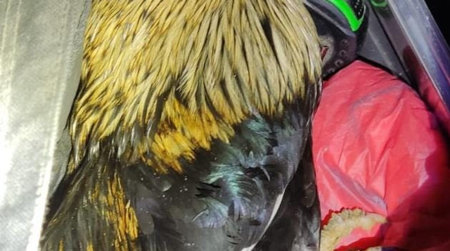 חשוד בן 40 נעצר (צילום: אתר רשמי, משטרת ישראל)