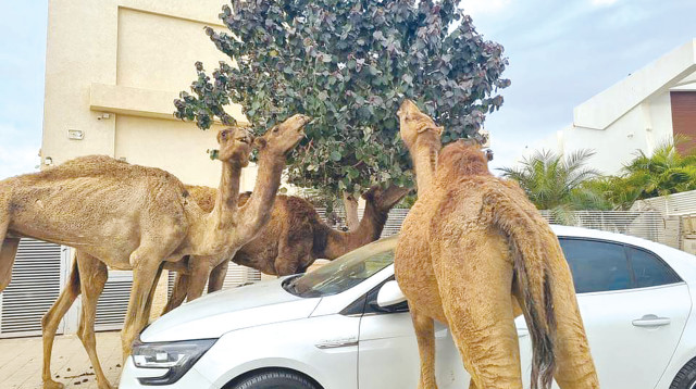 גמלים בבאר שבע (צילום: דורין אפרת תפריזי)