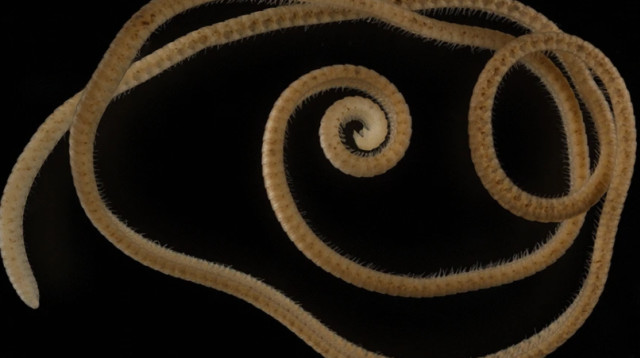 מרבה הרגליים עם למעלה מ-1,000 רגליים (צילום: Scientific Reports)