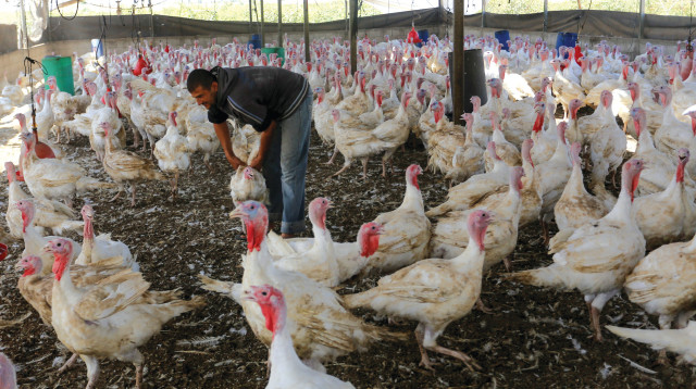 לול תרנגולות (צילום: עבד רחים כתיב)