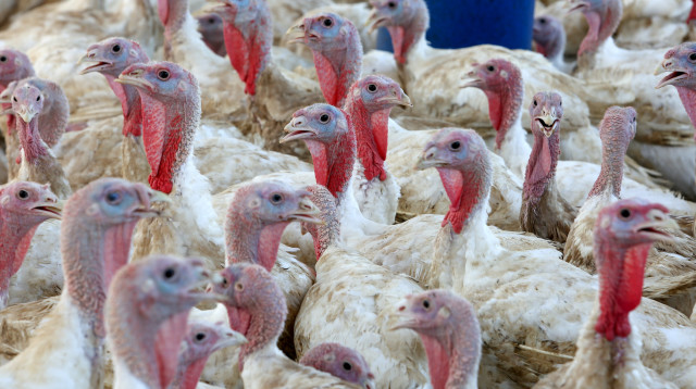 לול תרנגולות (צילום: עבד רחים כתיב)