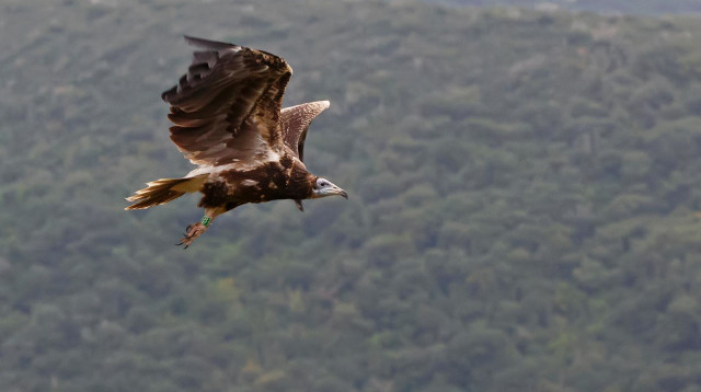גוזלי עופות דורסים בחי-בר כרמל (צילום: עדי אשכנזי)