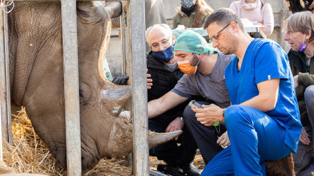 ניתוח עיניים לקרנף טופאק (צילום: שי פרי)