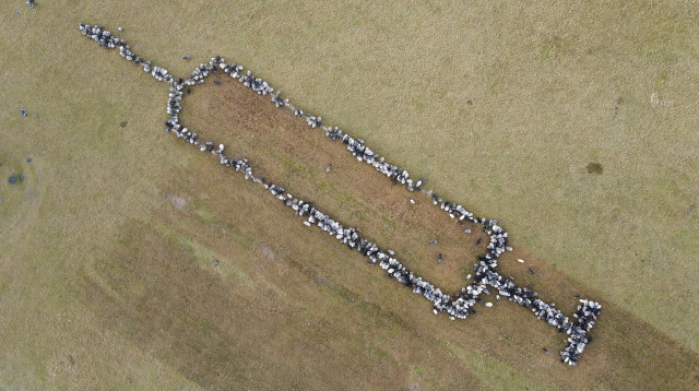 הכבשים שמעודדות חיסוני קורונה (צילום: רויטרס)