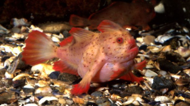 דג היד הוורוד (צילום: University of Tasmania)