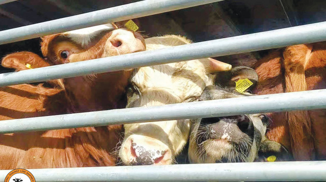 פרות באוניית משא (צילום: ישראל נגד משלוחים חיים)