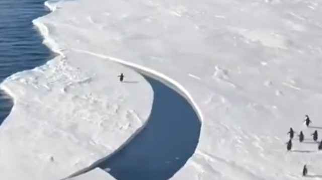 הפינגווין הבודד הצליח לשוב לחבריו כנגד כל הסיכויים (צילום: צילום מסך טיקטוק)