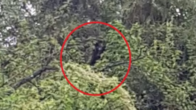 האם התגלה יצור חי חדש? (צילום: צילום מסך Believepod)