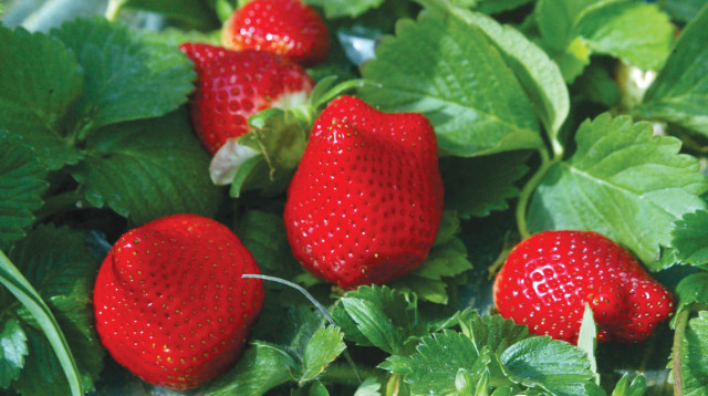 גידול תותים צילום אחמד קטייב פלאש 90 (צילום: אחמד קטייב, פלאש 90)