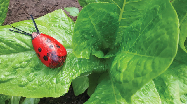 פעילות לטו בשבט עם גרעיני אבוקדו. פעילות וצילום 2 (צילום:  באדיבות רונית אלעזרי גן-ירק בערבה התיכונה)