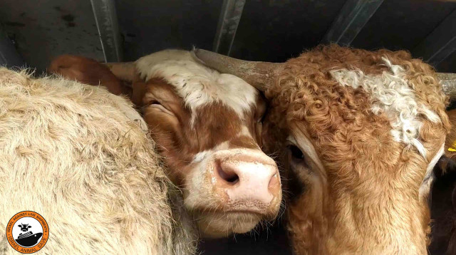 משלוחים חיים (צילום: ישראל נגד משלוחים חיים)