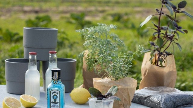 בומבי ג'ין, עלה עלה (צילום: דניאל לילה)