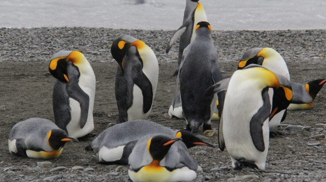 יום המודעות לשמירה על הפינגווינים (צילום: לאה שץ סופר)