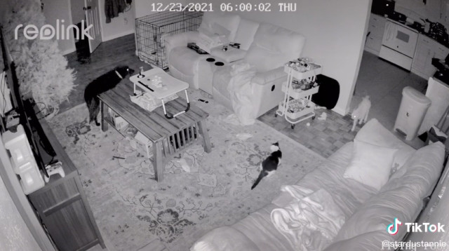 מי תקף את החתול? (צילום: צילום מסך טיקטוק)