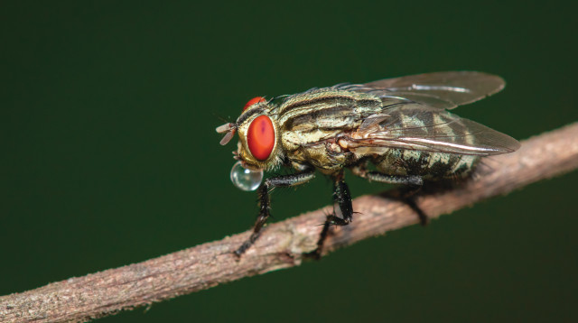 זבוב (צילום: אינגאימג)