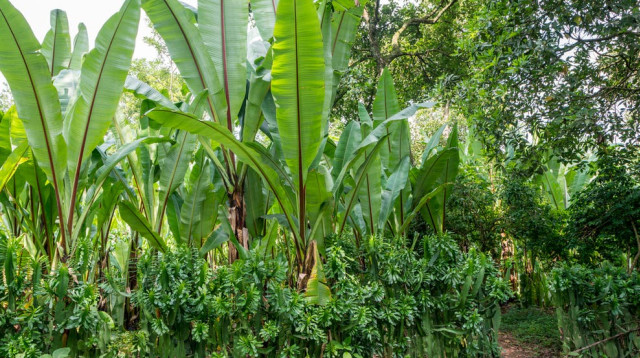 עצי הבננה המזויפת שיכולים לסייע במחסור המזון העולמי (צילום: Getty images)