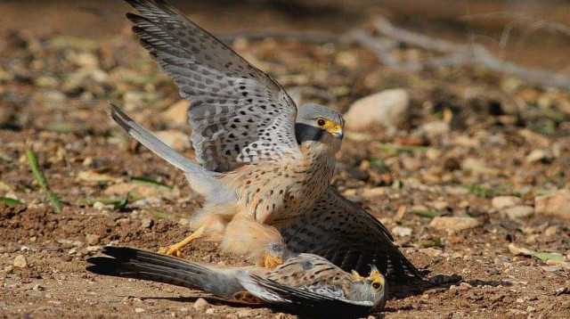 תיעוד ראשון של קניבליזם אצל בזים (צילום: עזרא חדד, רשות הטבע והגנים)