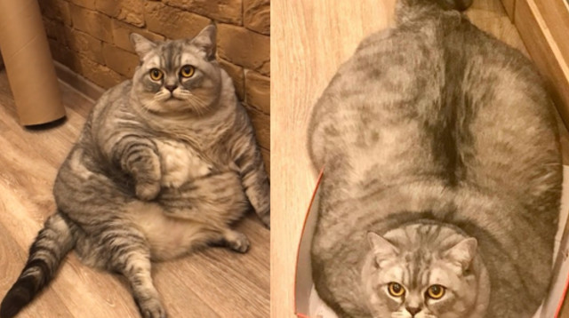 החתולה השמנה בעולם? (צילום: צילום מסך אינסטגרם)