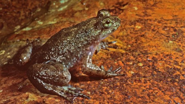 צפרדע, אילוסטרציה (צילום: Getty images)