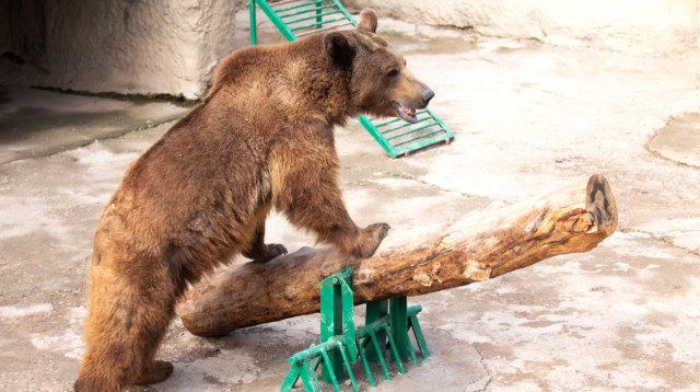 הדוב זוזו בגן החיות באוזבקיסטן (צילום: Tashkent Zoo)