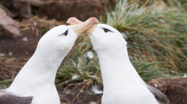 "ממש זוג יונים" (צילום: Getty images)