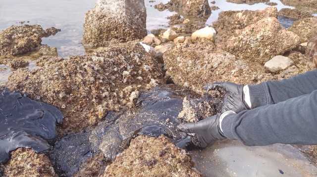 אסון הזפת (צילום: מיכל וימר)