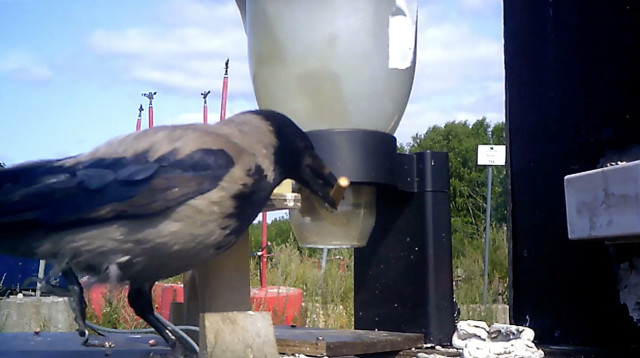 העורבים שומרים על הניקיון ברחובות שוודיה (צילום: רויטרס)