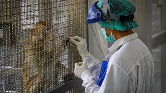 קופים אלכוהוליסטים (צילום: Getty images)