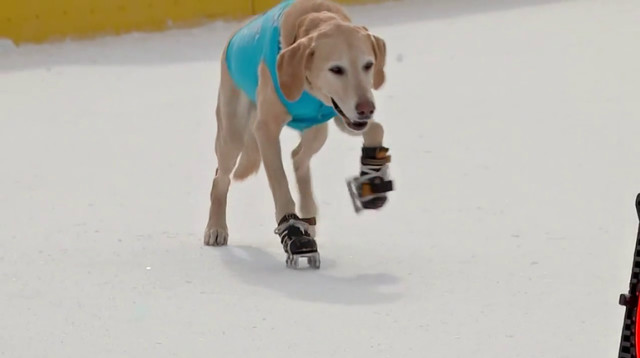 בני הכלב שגייס כלבים לצדקה באמצעות מופע החלקה על הקרח (צילום: רויטרס)