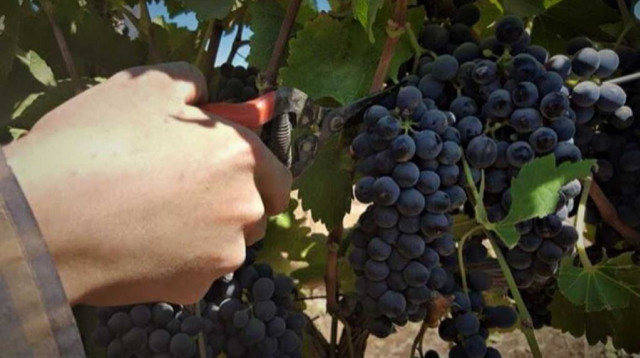 בואו להתנדב בכרמים  (צילום: יחצ)