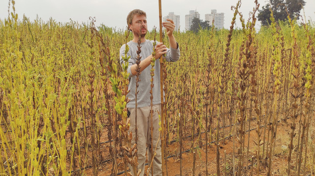 אפיון גובה הצמחים (צילום:  פרופ' צבי פלג, עידן סבאג)