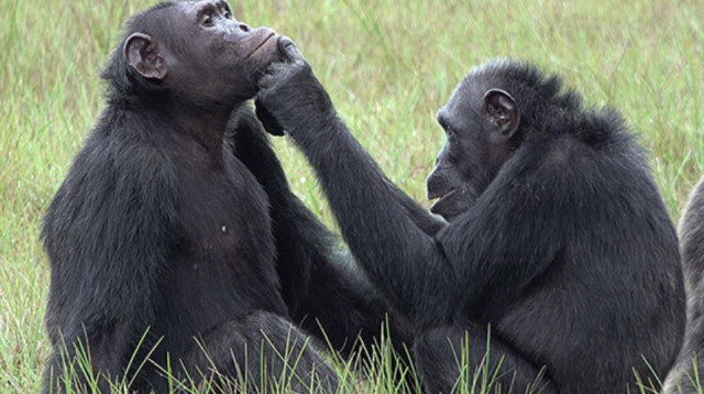 שימפנזים מעניקים זה לזה עזרה ראשונה (צילום:  Tobias Deschner / Ozouga)