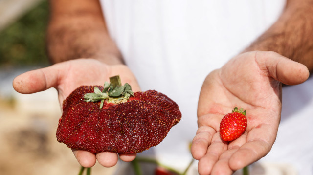 פי חמישה מגודל סטנדרטי של תות מזן "אילן" (צילום: רויטרס)