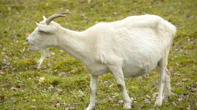 עז סייעה לשוטרים במרדף (צילום: ingimage ASAP)