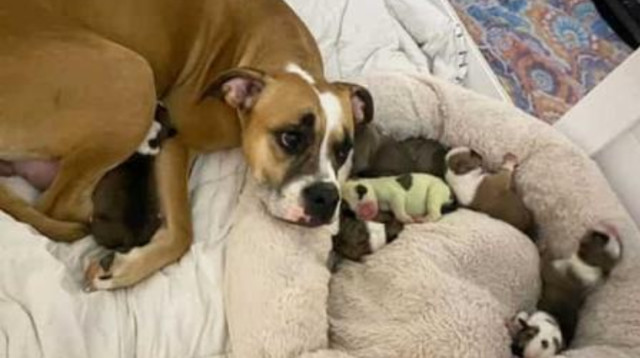 כלב ירוק נולד (צילום: צילום מסך פייסבוק)