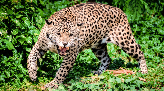 נמר תקף עובדת בגן החיות התנכ"י (צילום: ingimage ASAP)