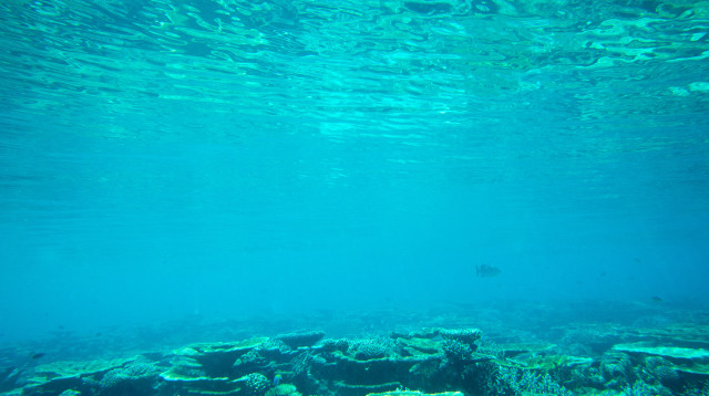 במעמקי הים (צילום: ingimage ASAP)