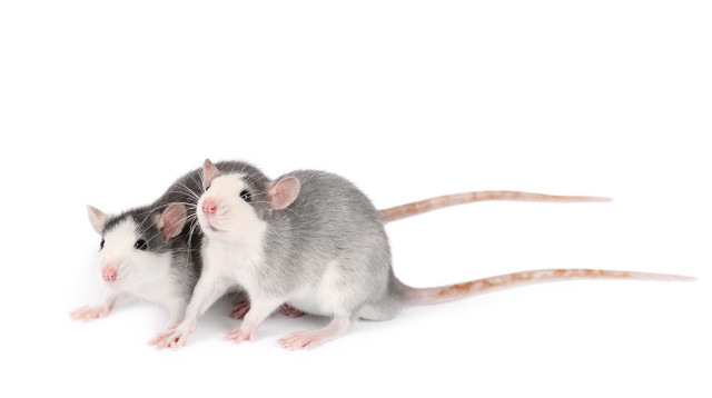 עכברים במעבדה (צילום: אינג'אימג')