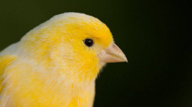 ציפור קנרית (אילוסטרציה) (צילום: אינגאימג')