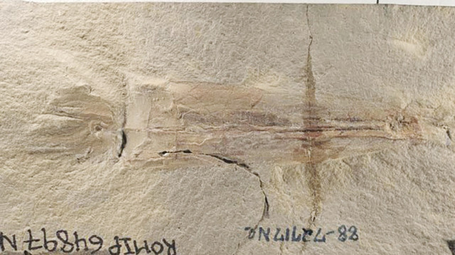 המאובן  (צילום: המוזיאון האמריקאי להיסטוריה של הטבע)