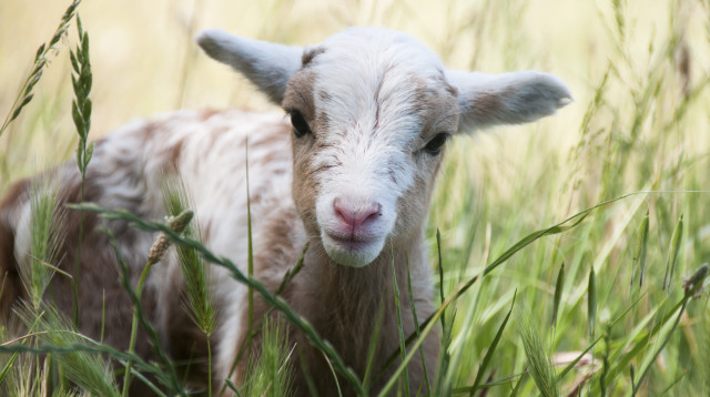 טלה בעל 5 רגליים נולד בבריטניה (צילום: אינג'אימג')