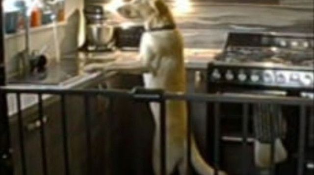 כלב טוב או כלב נזק? (צילום: צילום מסך טיקטוק)