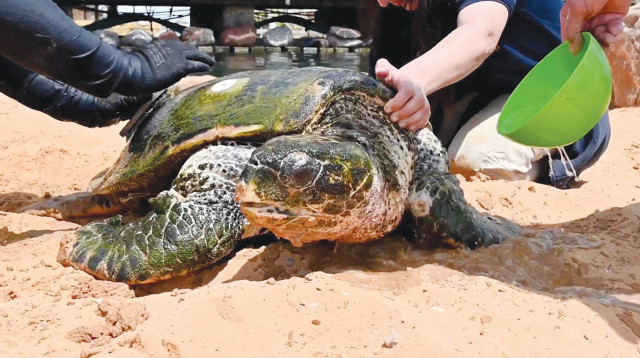 צב (צילום: המצפה התת ימי באילת)