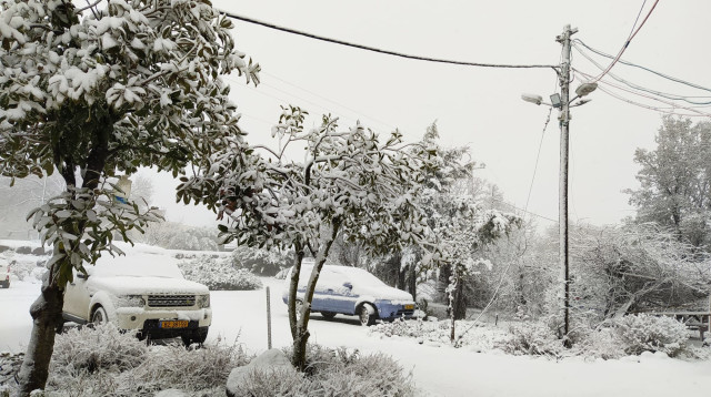 שלג באלוני הבשן (צילום: שוש שטרנברג)