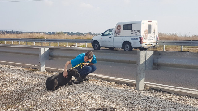 חילוץ כלבים (צילום: תנו לחיות לחיות)