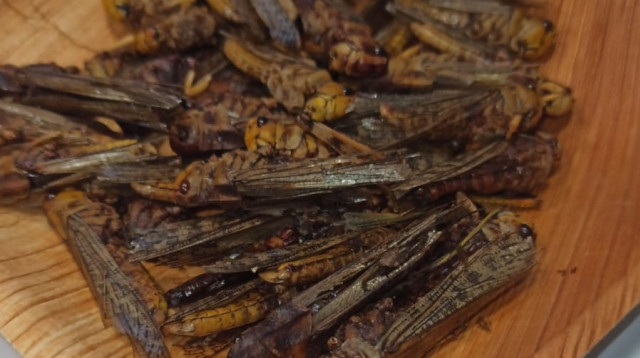 חגבים הם העתיד של תעשיית הפודטק (צילום: דור כהן)