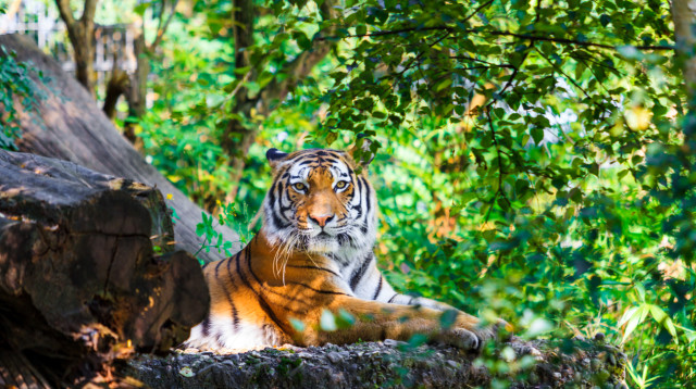 נמר נמצא משוטט בגן ציבורי (צילום: אינג'אימג')