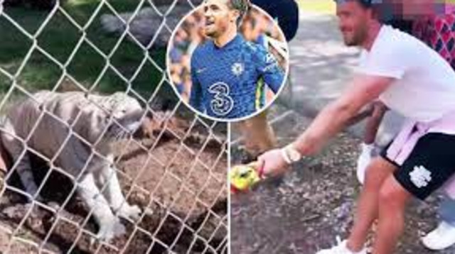 רק אותך זה משעשע. צ'ילוול והנמר האומלל (צילום: צילום מסך, מתוך טוויטר)