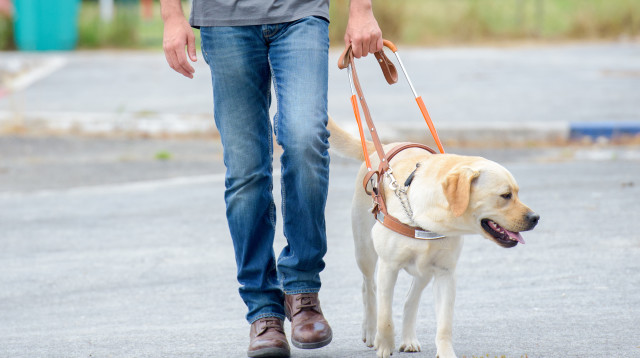 אילוף כלבים (צילום: אינג'אימג')
